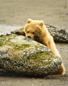 Barnacles-and-Bear-JimBraswell-JMK2-0117-BrBearCubMaster.jpg