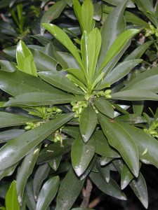 Toxic Spurge Laurel