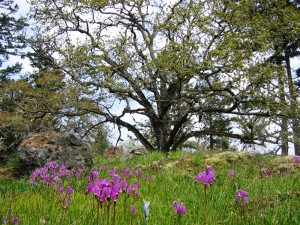 wildflowers hubbardspring3