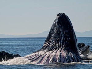 Humpback whale. Photo by G. Davis