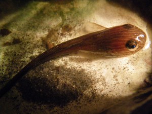 Showy snailfish may be visible at night-time beach walk