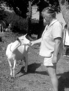 Alayne and her goats