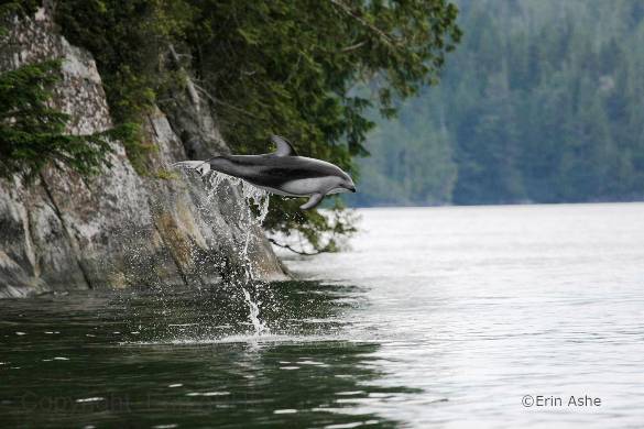 Pacific white-sided dolphin. Photo courtesy of Erin Ashe