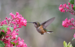 Rufous Hummingbird photo by Andrew Reding