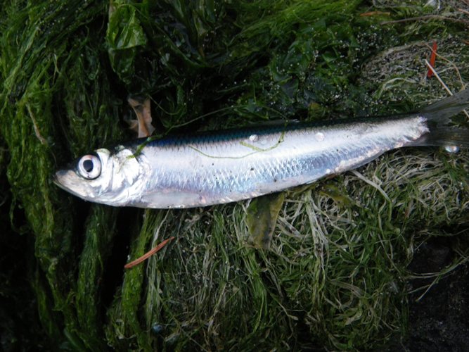 The silvery, slippery herring