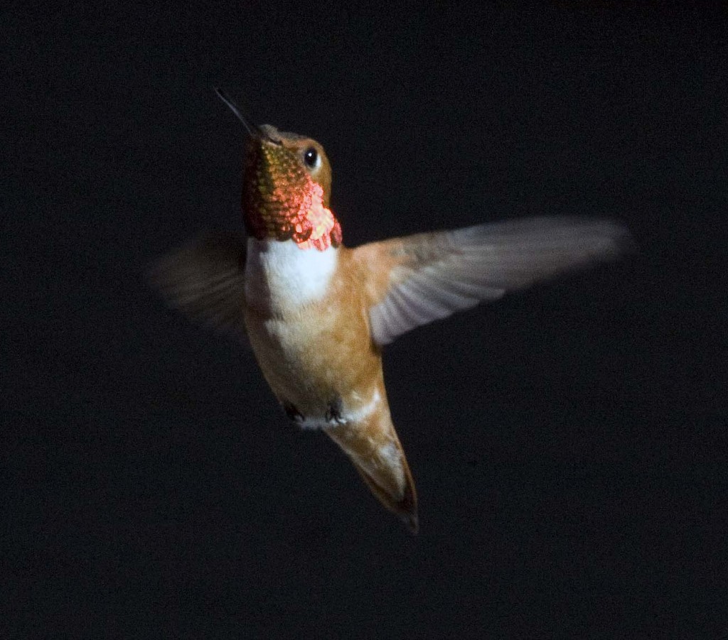 Rufous Humming Bird. Photo by Martin Taylor