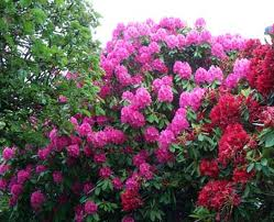 Rhodie