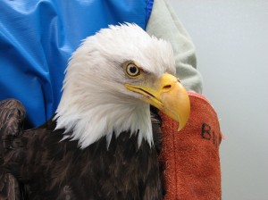 An injured Bald Eagle receives treatment at Wolf Hollow 