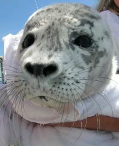 Harbor Seal