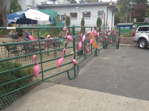 A whole fence full of flamingos greeted Lower Tavern employees Wednesday morning.