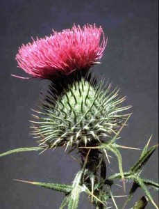 Bull Thistle