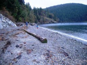 After: 5,300 square feet of intertidal beach was unburied, which opened up critical shoreline habitat for forage fish at a known surf smelt spawning site Friends of the San Juans recently spearheaded the restoration of a documented surf smelt spawning beach along Blakely Island’s Thatcher Bay.