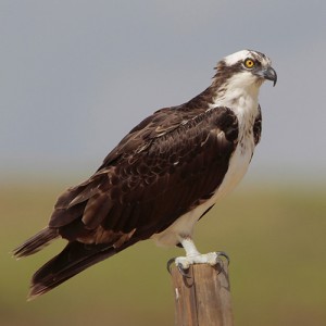 Adult Osprey. Photo: © Greg Lavaty