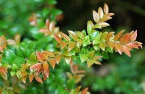 Evergreen Huckleberry. Photo: Washington Native Plant Society