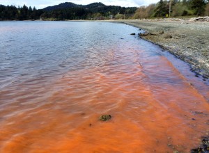 Red Tide observed on Crescent Beach. Photo: Alejandro Torres