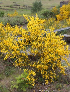 Scotch Broom from Noxious Weed Control Board