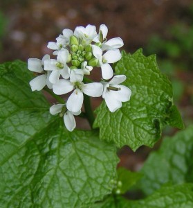 640px-Garlic_Mustard_close_800 creative commons permission ok