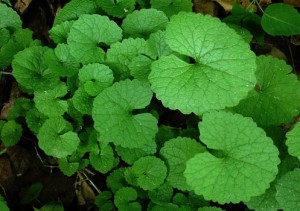 thumb_garlic-mustard-seedlingsDepauw U 765 658 4800   8in