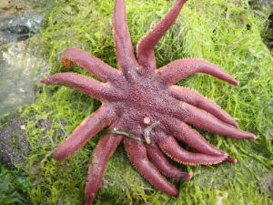 Dawson's sunstar with scaleworm