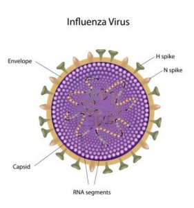 flu-virus