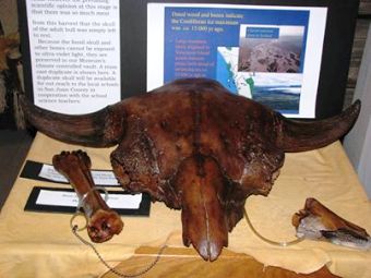 This replica of the Bison Antiquus, skull retrieved on Orcas Island, was one of the items stolen from the Orcas Island Historical Museum in Eastsound.  Please call the Sheriff's office with any information.