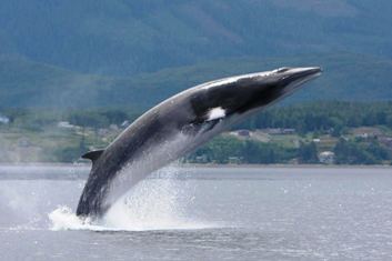 The elusive Minke whale. Photo courtesy of Jared Towers/Marine Education and Research Society