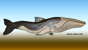 Minke whale carving. Raffle will conclude when 75 tickets are sold, or on Jan.   2015