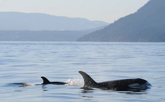 Official portrait of baby J50 and mom Slick (J16) off North Pender Island. Courtesy Orca Network