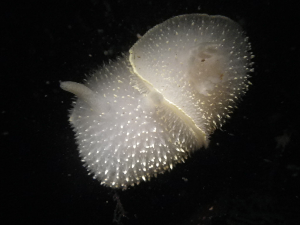 A mating pair of Cadlinas, a delicate sea slug usually only seen at night at Indian Island, photographed on the 2013 winter survey.