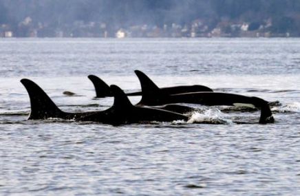 Orcas in their home environment. Photo by Elaine Thompson