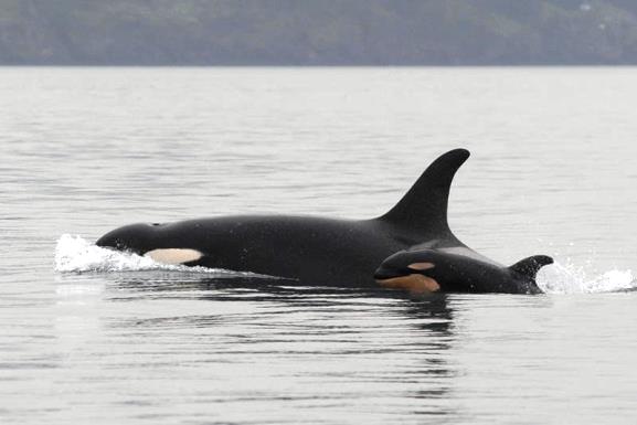 Another whale is born to the endangered Orcas, announced on Feb. 12, 205. Photo courtesy of Dave Ellifit of the Whale Museum