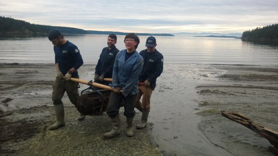 Conservation crews remove creosote from local beaches.