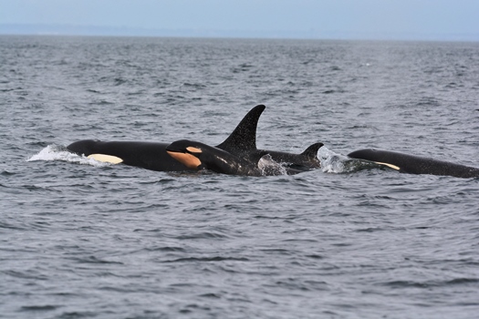 Another blessed event -- J-52 born last weekend. Photo courtesy  Jeanne Hyde  of Center for Whale Reseasrch