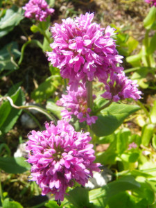 Plectritis (Sea Blush) in full flower now on Indian Island thanks to meadow protection (credit: Madrona Murphy 2015).