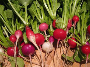 Radishes