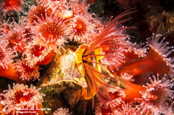 Giant Acorn Barnacle (Balanus nubilus), surrounded by Strawberry Sea Anemones (Corynactis californica). Pacific Northwest.Photo by Brandon Cole.