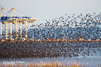 Western Sandpipers? (Calidris alpina) near Brunswick Point in British Columbia