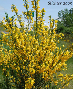 cytisus2