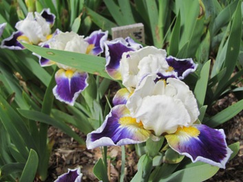 Iris on display at Charlie Carver's garden