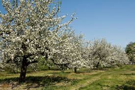 Apple trees in blossom -- where have all the flowers gone?