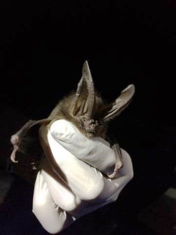 Mysterious nocturnal bats -- learn about them on this nature walk