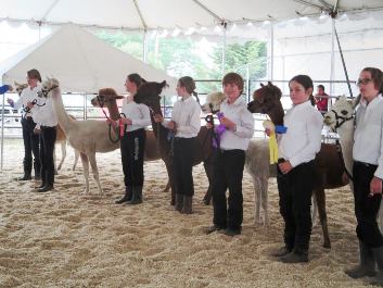 Fun at the Fair with Orcas' Fur and Feathers 4-Hers