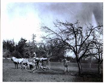 “Spraying Fruit Trees at the Waldrip Orchard, Eastsound” please courtesy the Orcas Island Historical Museum