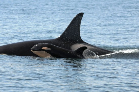 L122 with Mother L91 Photo by Dave Ellifrit, courtesy Center for Whale Research