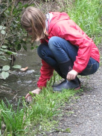 Releasing salmon fingerlings