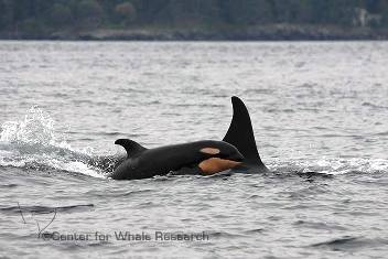 New orcas from J-pod greets the world. Photo courtesy Center for Whale Research