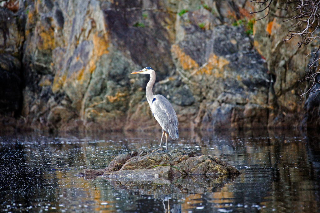 Heron_japan_water_16x24_MG_9784