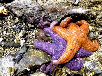 Seastars are the subjects of Kwiaht study