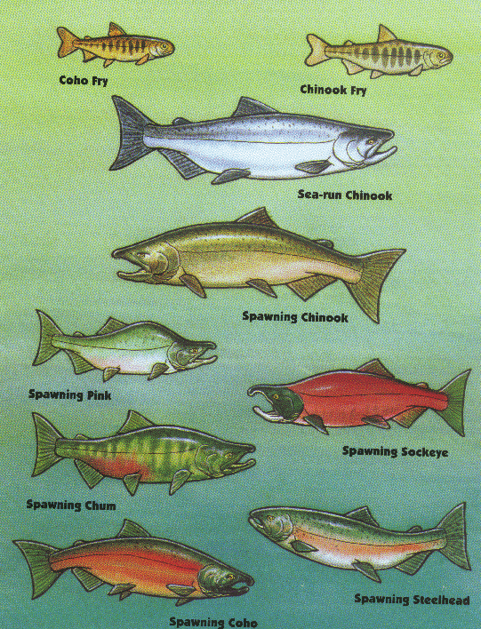 differentsalmonsteelhead_fws