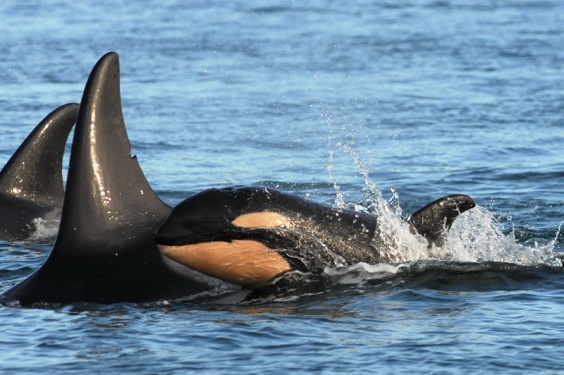 New whale in J pod. Photo by Dave Eliff